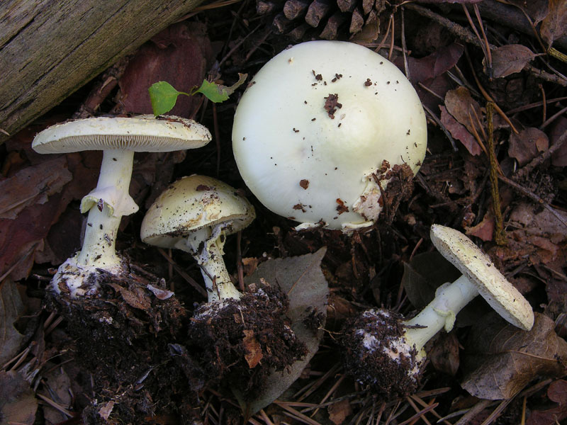 Funghi di sabato 08 novembre.